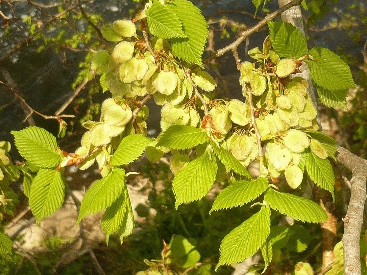 Ulmus laevis (Ulmaceae)